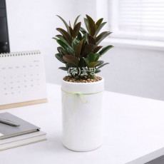 테이블 고무나무