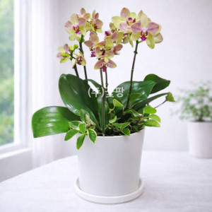 엘로우 미니호접