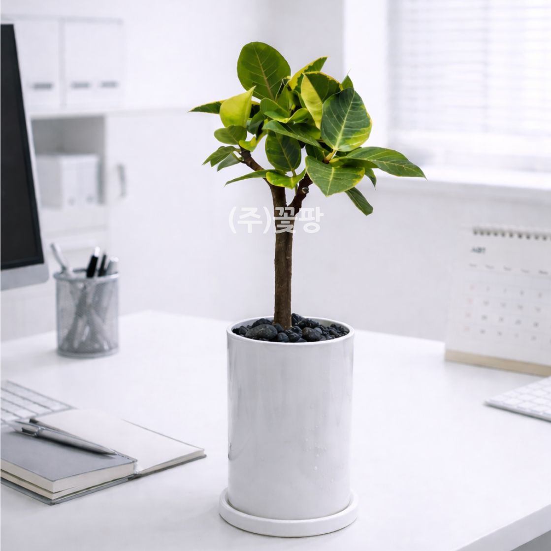 뱅갈고무나무(소)